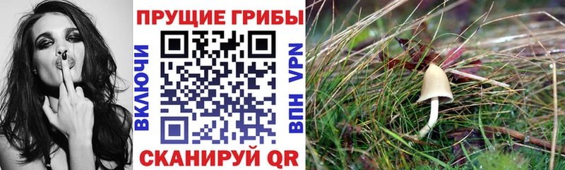 Галлюциногенные грибы Psilocybine cubensis  Арзамас 